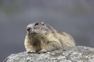 Alpine marmot (Marmota marmota) resting on rock in the Alpine mountains, Hohe Tauern National Park,