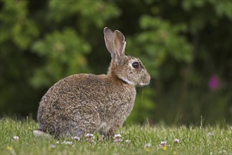 European rabbit (Oryctolagus cuniculus), common rabbit sitting in meadow