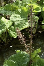 Butterbur (Petasites hybridus), medicinal plant, herb, wild plant, medicinal use