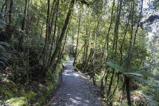 Lake Matheson Trail, New Zealand, Oceania