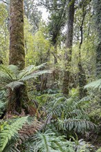 Lake Matheson Trail, New Zealand, Oceania