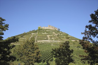 Castle in Staufen with vineyards on the hill, Markgräflerland, Breisgau, Baden-Württemberg,