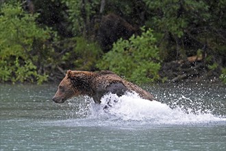 Brown bear (Ursus arctos) hunting for salmon in the water, Lake Clark National Park, Alaska