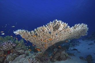 Pharaoh's antler coral (Acropora pharaonis) and school, school of fish, group of sea goldie