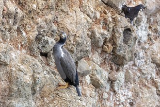 Cormorants (Phalacrocoracidae), Otago Peninsula, New Zealand, Oceania