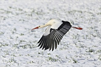 White stork (ciconia ciconia), taking off from a snow-covered meadow, Switzerland, Europe