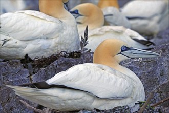 Gannets resting on rocks, surrounded by nature and other birds, in a peaceful atmosphere, Gannets,