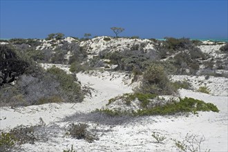 White sand dunes along the Malagasy Indian Ocean west coast, Atsimo-Andrefana Region, Madagascar,