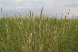 Beach grass on the dunes of the North Sea, Norddeich, Norden, East Frisia, Lower Saxony, Germany,