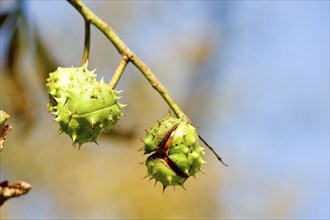 chestnuts