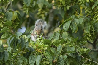 Grey squirrel (Sciurus carolinensis) adult animal collecting leaves in a tree, Suffolk, England,