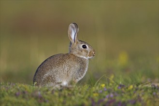 Young European rabbit (Oryctolagus cuniculus), common rabbit sitting in meadow