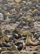 Cape Fur seal, brown fur seal (Arctocephalus pusillus) colony, Namibia, Africa