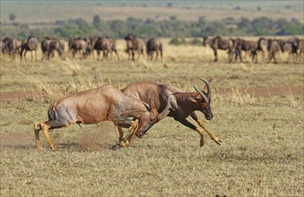 Fight between two Topi lei antelope bulls, Maasai Mara Game Reserve, Kenya, Africa