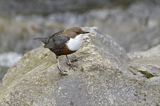 White-throated Dipper (Cinclus cinclus), standing on a stone, Canton Zurich, Switzerland, Europe