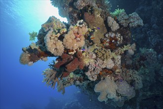 Steep wall covered with hard corals, soft corals and sponges. Dive site Shaab Claudia Reef, Red