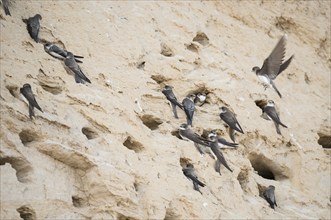 Many sand martins or Rhine martins, nominate species (Riparia riparia riparia) are sitting at their