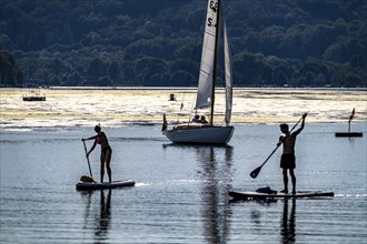 Green carpet of plants on Lake Baldeney in Essen, proliferating aquatic plant Elodea, waterweed, an