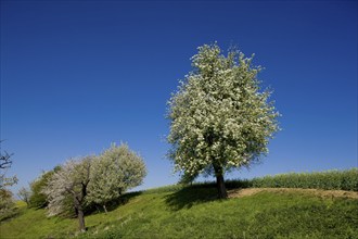 Carp tavern near Meissen, orchards in spring