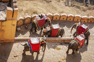 JAIPUR, INDIA, NOVEMBER, 18: Tourists riding elephants in Amber fort, Rajasthan, Elephant ride is a