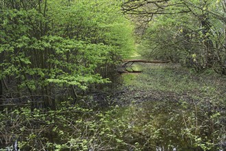 NL, Eesergroen: Spring characterises the landscape, towns and people in the province of Drenthe in