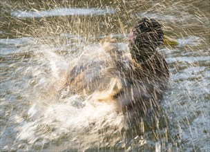 Mallard (Anas platyrhynchos), drake, male in splendid dress, bathing and splashing in the water of