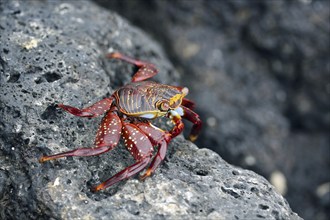 Sally lightfoot crab (Grapsus grapsus), red rock crab, abuete negro on rock, Galápagos Islands,