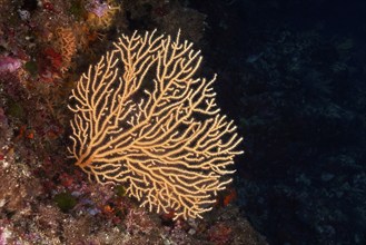 Yellow gorgonian (Eunicella cavolinii) in the Mediterranean Sea near Hyères. Dive site Giens