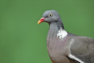 Common wood pigeon (Columba palumbus), animal portrait, Wilnsdorf, North Rhine-Westphalia, Germany,