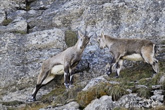 Two alpine ibexes (Capra ibex), young animals fighting in steep terrain, Canton of St. Gallen,