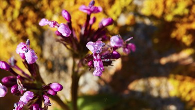 Macro, flower, violet, ochre-coloured stone, Levanzo, Egadi Islands, Sicily, Italy, Europe