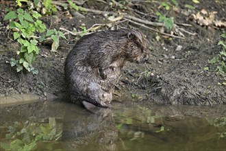 Eurasian beaver, european beaver (Castor fiber) mother standing on the river bank, Freiamt, Canton