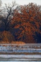 Winter floods 2024 on the Elbe and Mulde rivers with flooding of the meadows, ice on the meadows