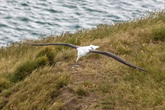 Albatros (Diomedea sanfordi), Taiaroa Head, Otago Peninsula, Neuseeland