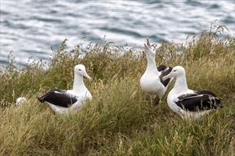 Albatros (Diomedea sanfordi), Taiaroa Head, Otago Peninsula, Neuseeland