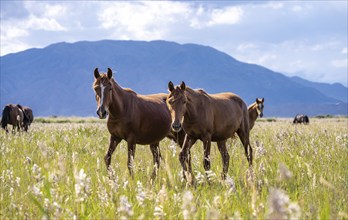 Group of three horses on a flowery meadow with mountain view, Yssykköl, Kyrgyzstan, Asia