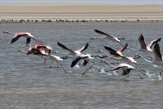 Greater flamingos (Phoenicopterus Roseus) flying, Banc d'Arguin National Park, Mauritania, Africa