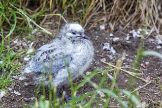 Gulls (Larinae), chicks, Otago Peninsula, New Zealand, Oceania