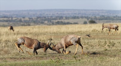 Fight between two Topi lei antelope bulls, Maasai Mara Game Reserve, Kenya, Africa