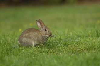 Rabbit (Oryctolagus cuniculus) juvenile baby animal on a garden lawn, Norfolk, England, United