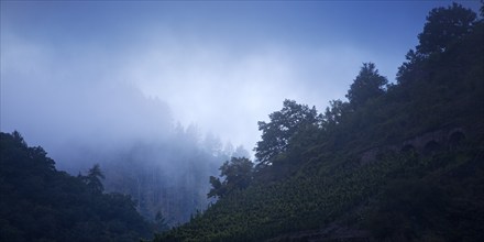 Early morning fog on the wooded hillsides, Cochem, Rhineland-Palatinate, Germany, Europe