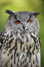 Eurasian eagle-owl (Bubo bubo), portrait, captive, North Rhine-Westphalia, Germany, Europe