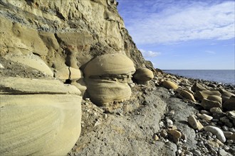 Rounded nodules on the beach near Osmington Mills, made of calcite-cemented sandstone, come from