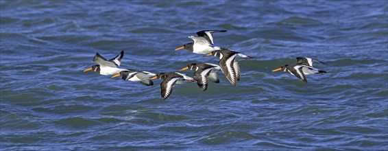 Common pied oystercatchers (Haematopus ostralegus) Eurasian oystercatcher flock flying over sea