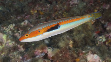 Mediterranean rainbow wrasse (Coris julis) in the Mediterranean near Hyères. Dive site Giens