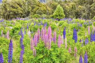 Lupins (Lupinus), Fiordland National Park, New Zealand, Oceania