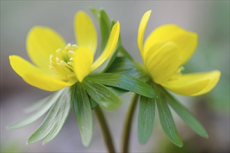 Winter aconite (Eranthis hyemalis), Emsland, Lower Saxony, Germany, Europe