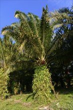 A tall palm tree stands in the centre surrounded by lush greenery under a blue sky, palm tree with