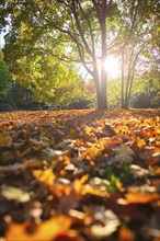 Golden autumn fall October in famous Munich relax place, Englischer Garten. English garden with