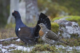 Western capercaillie (Tetrao urogallus) female and male displaying at lek in coniferous forest in